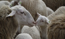 The Path of the Lamb