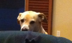 Something I learned from my dog