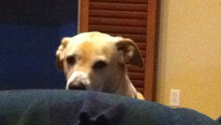 Something I learned from my dog