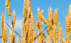 Cutting Corners: Five Thoughts on Generosity