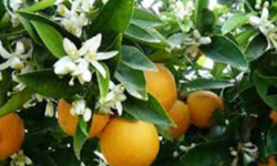Orange Blossoms