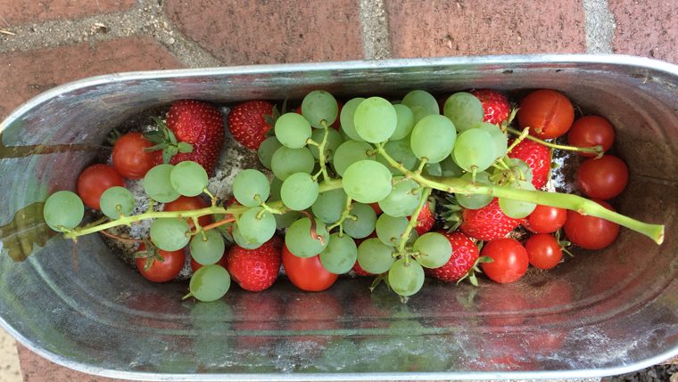 Yard Candy: The Sweet Goodness of God