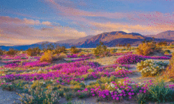 The Desert in Bloom: Our Promised Future