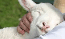 The Great Shepherd