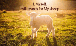 Zacchaeus: Lost sheep found