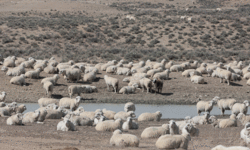 As for you, My flock …