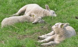 His Presence: My Safety