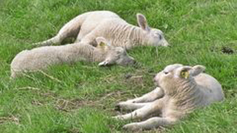 His Presence: My Safety