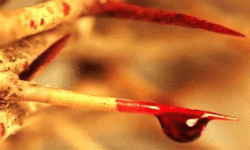 Pesach: Guarded by His blood