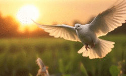 The Lord give you peace