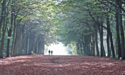 Halak – To Walk with God